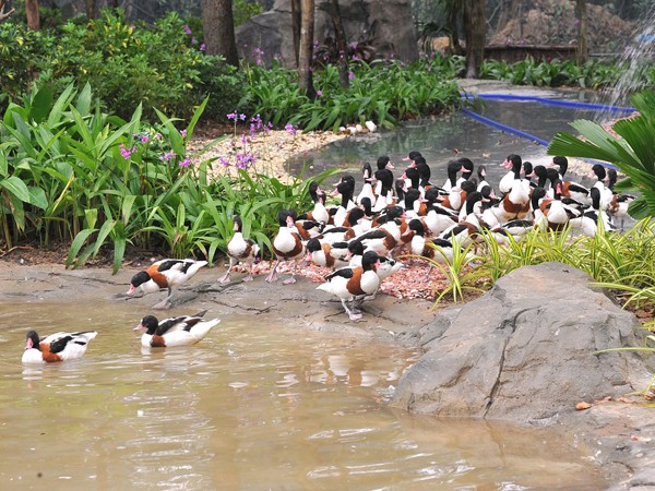 Khai trương Vinpearl Safari Phú Quốc- vườn thú bán hoang dã đầu tiên tại Việt Nam ảnh 12 Khai trương Vinpearl Safari Phú Quốc- vườn thú bán hoang dã đầu tiên tại Việt Nam ảnh 12