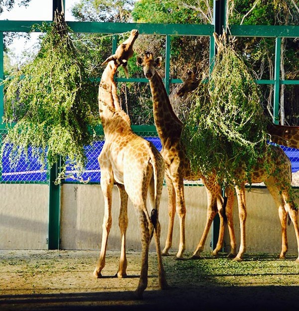Khai trương Vinpearl Safari Phú Quốc- vườn thú bán hoang dã đầu tiên tại Việt Nam ảnh 13 Khai trương Vinpearl Safari Phú Quốc- vườn thú bán hoang dã đầu tiên tại Việt Nam ảnh 13