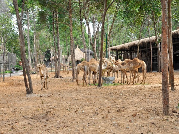 Khai trương Vinpearl Safari Phú Quốc- vườn thú bán hoang dã đầu tiên tại Việt Nam ảnh 10 Khai trương Vinpearl Safari Phú Quốc- vườn thú bán hoang dã đầu tiên tại Việt Nam ảnh 10