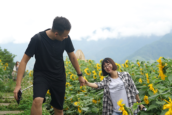 4 triệu cây hoa hướng dương đồng loạt bung nở tại Sun World Fansipan Legend ảnh 10 4 triệu cây hoa hướng dương đồng loạt bung nở tại Sun World Fansipan Legend ảnh 10