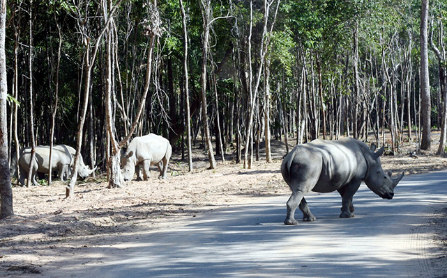 Tê giác con đầu tiên chào đời tại Vinpearl Safari Phú Quốc ảnh 4 Tê giác con đầu tiên chào đời tại Vinpearl Safari Phú Quốc ảnh 4