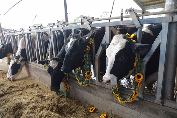 Bò sữa Mỹ có ưu điểm gì khiến TH true MILK nhập khẩu hàng nghìn con? ảnh 1 Bò sữa Mỹ có ưu điểm gì khiến TH true MILK nhập khẩu hàng nghìn con? ảnh 1