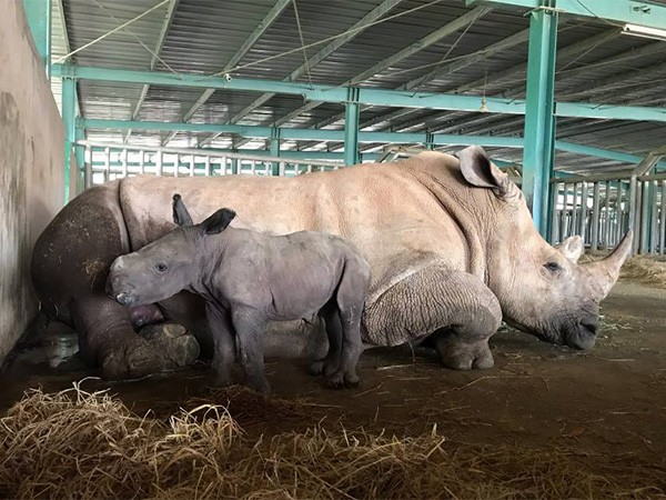 Giữa "tâm bão" dịch Covid-19, Vinpearl Safari chào đón bé tê giác "Chiến thắng" mới sinh ảnh 1 Giữa "tâm bão" dịch Covid-19, Vinpearl Safari chào đón bé tê giác "Chiến thắng" mới sinh ảnh 1
