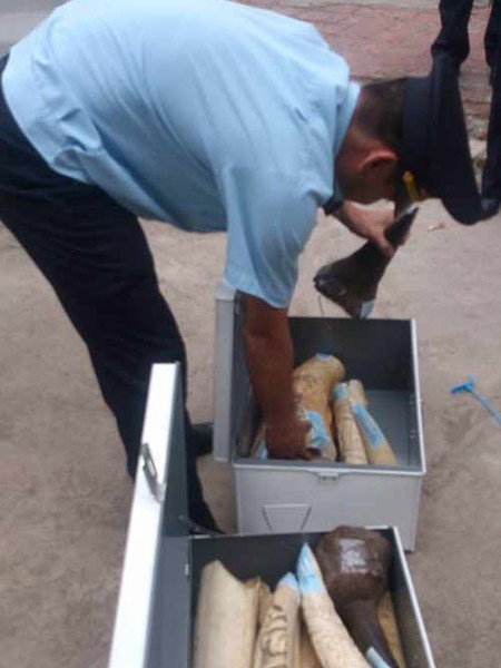 Thu giữ 65,42kg ngà voi, sừng tê giác từ Pháp về Hà Nội ảnh 1 Thu giữ 65,42kg ngà voi, sừng tê giác từ Pháp về Hà Nội ảnh 1