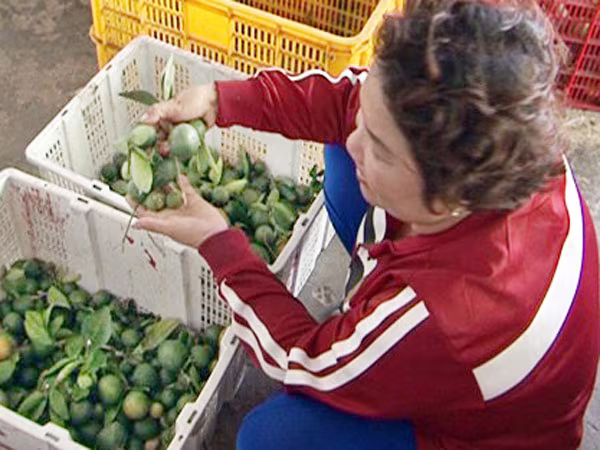 Muôn vàn thủ đoạn "bẩn" của thương lái Trung Quốc nhiễu loạn thị trường Việt Nam ảnh 1 Muôn vàn thủ đoạn "bẩn" của thương lái Trung Quốc nhiễu loạn thị trường Việt Nam ảnh 1