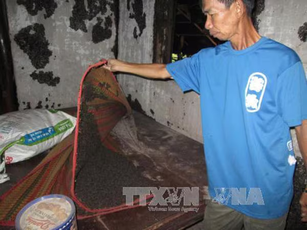 Bọ đậu đen hoành hành ở Bình Phước  ảnh 1