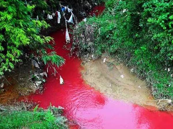  Vì sao có dòng sông máu ? ảnh 1