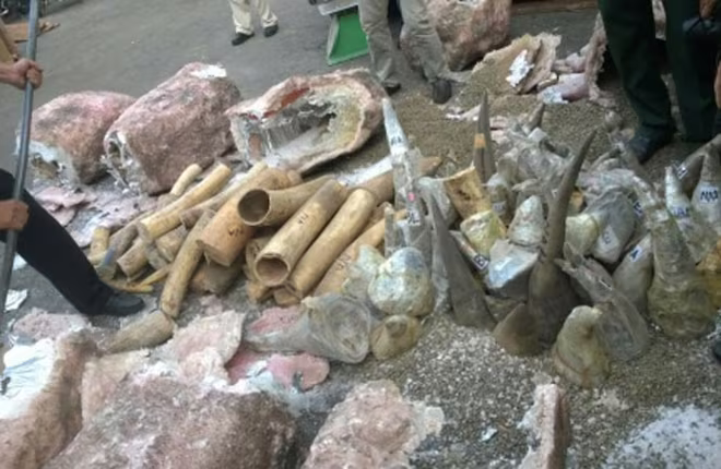 Sừng tê giác, ngà voi: Bị thổi phồng tác dụng để trục lợi ảnh 1 Sừng tê giác, ngà voi: Bị thổi phồng tác dụng để trục lợi ảnh 1