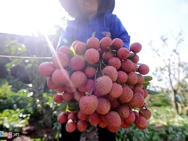 Sắp có quả vải tươi bán quanh năm ảnh 1 Sắp có quả vải tươi bán quanh năm ảnh 1