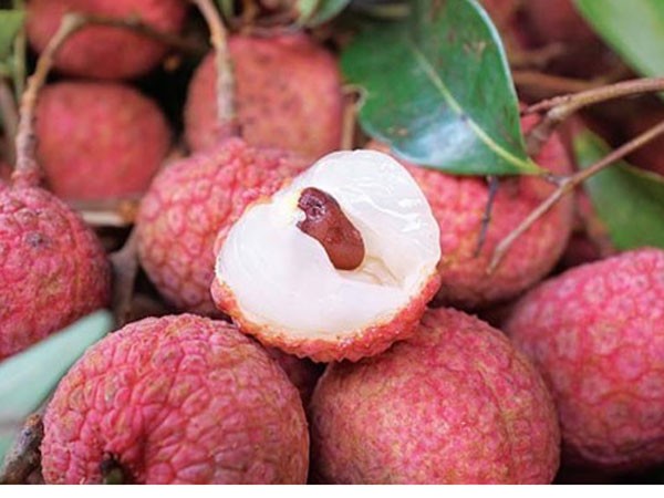 Sắp có quả vải tươi bán quanh năm ảnh 2 Sắp có quả vải tươi bán quanh năm ảnh 2