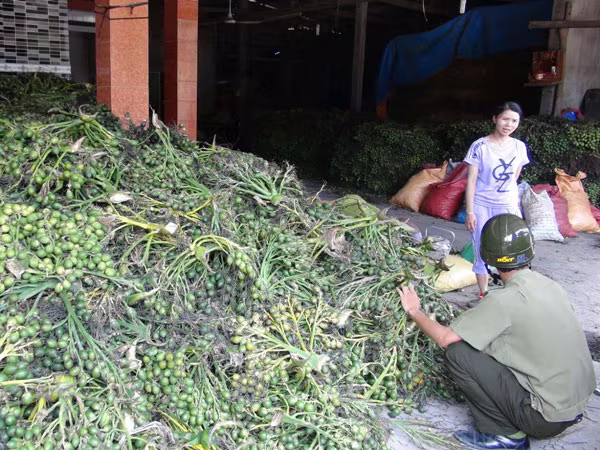 Đổ xô bán cau non sang Trung Quốc, bài học vẫn còn đó ảnh 1 Đổ xô bán cau non sang Trung Quốc, bài học vẫn còn đó ảnh 1