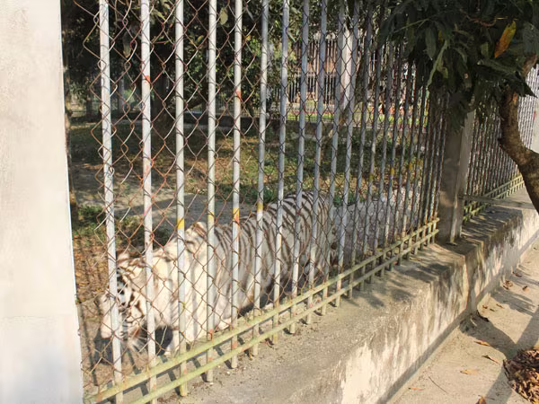 Lập đoàn kiểm tra vụ hổ vồ một phụ nữ ảnh 1 Lập đoàn kiểm tra vụ hổ vồ một phụ nữ ảnh 1