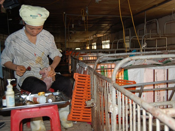 Thịt tươi sống nội địa bị đẩy giá cao vì các loại phí tận thu ảnh 1 Thịt tươi sống nội địa bị đẩy giá cao vì các loại phí tận thu ảnh 1