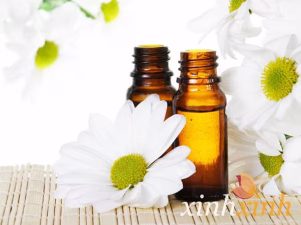 Dầu hoa cúc giảm đau do gout ảnh 1 Dầu hoa cúc giảm đau do gout ảnh 1