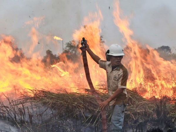 Cháy rừng, Indonesia mất 16 tỷ USD trong năm 2015 ảnh 1 Cháy rừng, Indonesia mất 16 tỷ USD trong năm 2015 ảnh 1