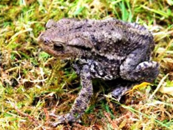 Nhiều cái chết thương tâm vì ăn cóc ảnh 1