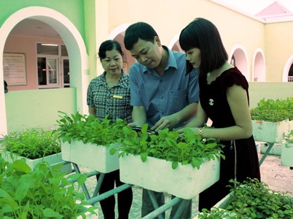 Rộ phong trào tự trồng rau sạch trong trường học ảnh 1 Rộ phong trào tự trồng rau sạch trong trường học ảnh 1