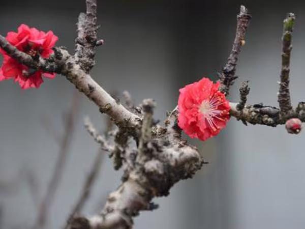 Tản văn của Phạm Ngọc Tiến: Mưa phố giao mùa ảnh 2 Tản văn của Phạm Ngọc Tiến: Mưa phố giao mùa ảnh 2