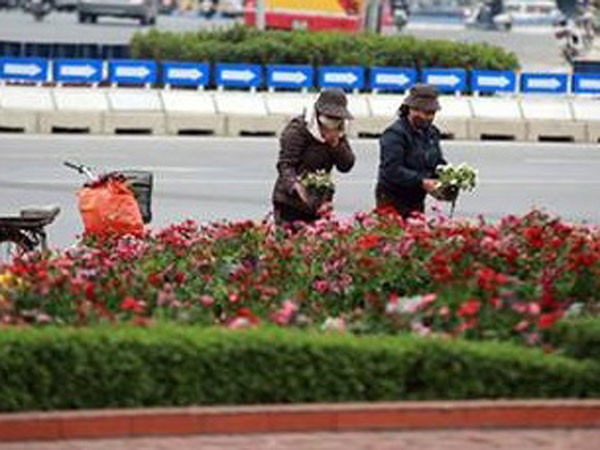 Nhức mắt cảnh trộm hoa nơi công cộng ảnh 2 Nhức mắt cảnh trộm hoa nơi công cộng ảnh 2