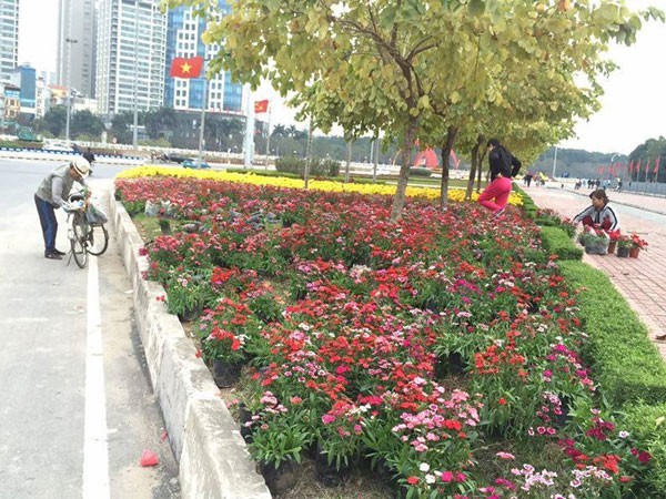 Nhức mắt cảnh trộm hoa nơi công cộng ảnh 1 Nhức mắt cảnh trộm hoa nơi công cộng ảnh 1