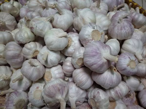Tỏi Trung Quốc tung hoành vì giá rẻ ảnh 2 Tỏi Trung Quốc tung hoành vì giá rẻ ảnh 2