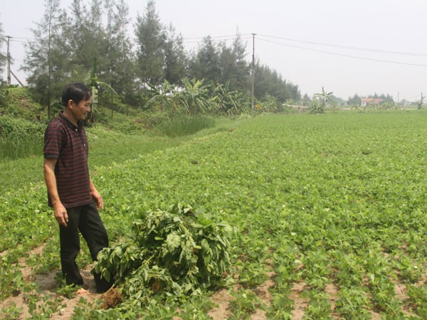 Nông dân nháo nhác trước tin đồn nhảm đậu nành gây ung thư ảnh 2 Nông dân nháo nhác trước tin đồn nhảm đậu nành gây ung thư ảnh 2