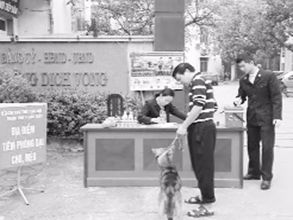 Không hỗ trợ phí tiêm phòng dại cho chó, mèo ở nội thành ảnh 1 Không hỗ trợ phí tiêm phòng dại cho chó, mèo ở nội thành ảnh 1