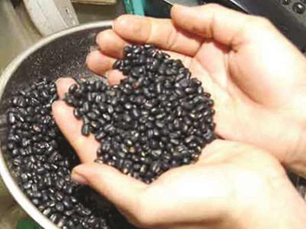Nuốt 49 hạt đậu đen lợi hay hại? ảnh 1 Nuốt 49 hạt đậu đen lợi hay hại? ảnh 1