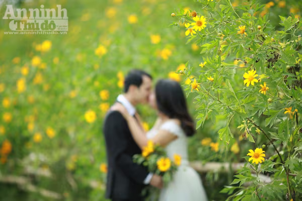 Ngỡ ngàng thảm hoa dã quỳ rực rỡ thủ đô Hà Nội ảnh 9 Ngỡ ngàng thảm hoa dã quỳ rực rỡ thủ đô Hà Nội ảnh 9