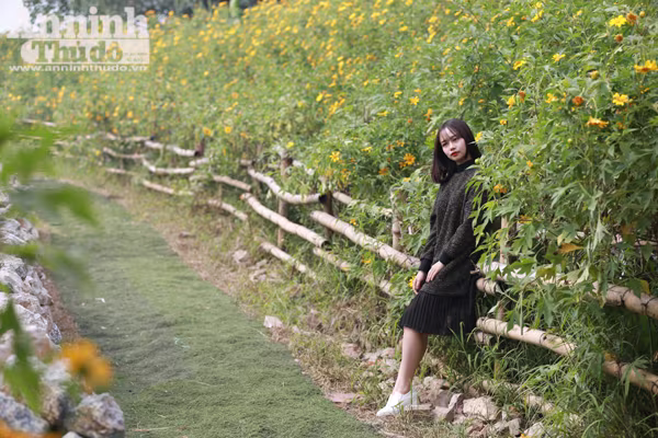 Ngỡ ngàng thảm hoa dã quỳ rực rỡ thủ đô Hà Nội ảnh 3 Ngỡ ngàng thảm hoa dã quỳ rực rỡ thủ đô Hà Nội ảnh 3