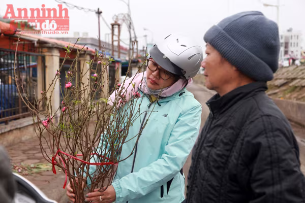 Hà Nội: Nghịch cảnh đào Tết...  ảnh 3
