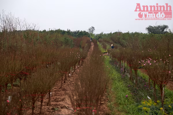 Hà Nội: Nghịch cảnh đào Tết...  ảnh 5