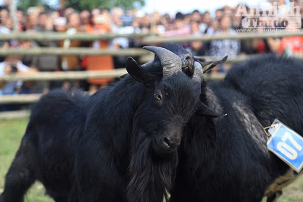 Độc đáo, hài hước lễ hội chọi Dê ảnh 6 Độc đáo, hài hước lễ hội chọi Dê ảnh 6