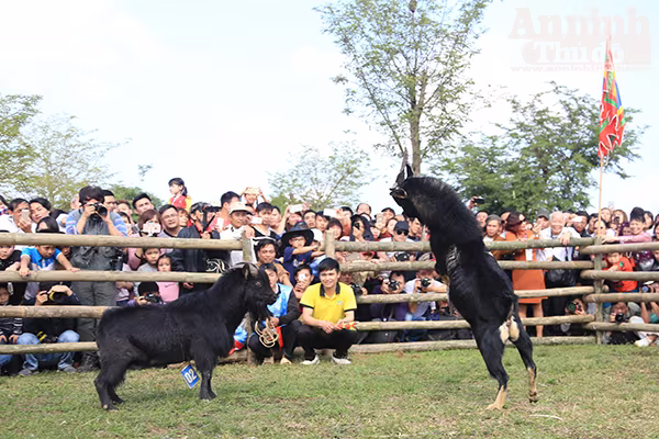 Độc đáo, hài hước lễ hội chọi Dê ảnh 8 Độc đáo, hài hước lễ hội chọi Dê ảnh 8
