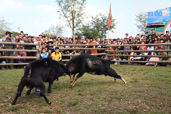 Độc đáo, hài hước lễ hội chọi Dê ảnh 3 Độc đáo, hài hước lễ hội chọi Dê ảnh 3