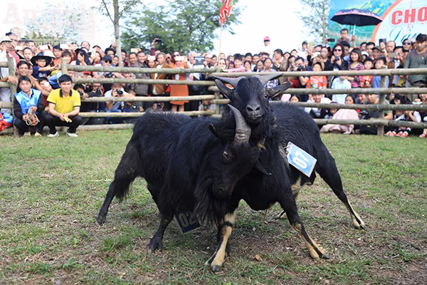 Độc đáo, hài hước lễ hội chọi Dê ảnh 4 Độc đáo, hài hước lễ hội chọi Dê ảnh 4