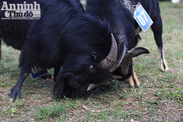 Độc đáo, hài hước lễ hội chọi Dê ảnh 5 Độc đáo, hài hước lễ hội chọi Dê ảnh 5
