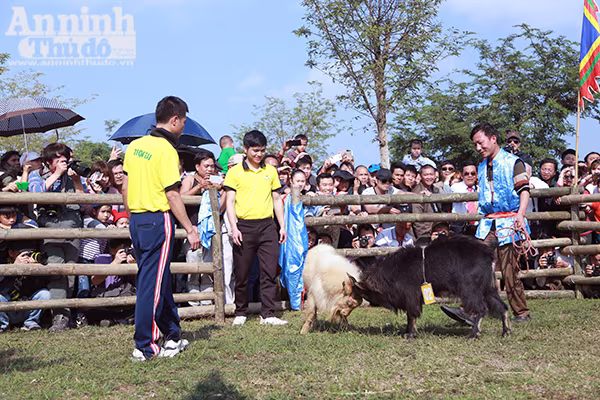 Độc đáo, hài hước lễ hội chọi Dê ảnh 7 Độc đáo, hài hước lễ hội chọi Dê ảnh 7