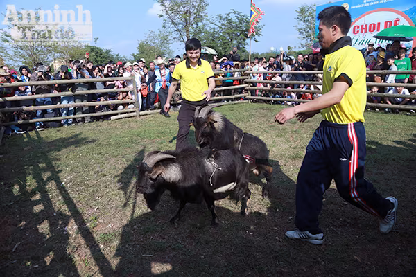Độc đáo, hài hước lễ hội chọi Dê ảnh 9 Độc đáo, hài hước lễ hội chọi Dê ảnh 9