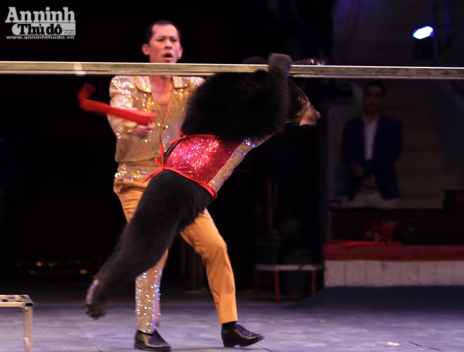 Màn so găng nảy lửa của 2 võ sĩ gấu ảnh 4