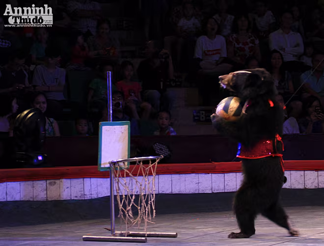 Màn so găng nảy lửa của 2 võ sĩ gấu ảnh 2