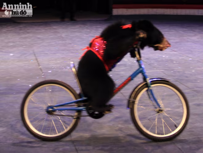 Màn so găng nảy lửa của 2 võ sĩ gấu ảnh 5