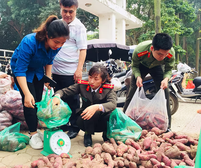 Các chiến sỹ trẻ lên kế hoạch "giải cứu" 200 tấn khoai lang cho đồng bào Gia Lai ảnh 4