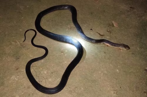 Cố bắt rắn trong chuồng gà, người đàn ông bị cắn tử vong ảnh 1 Cố bắt rắn trong chuồng gà, người đàn ông bị cắn tử vong ảnh 1