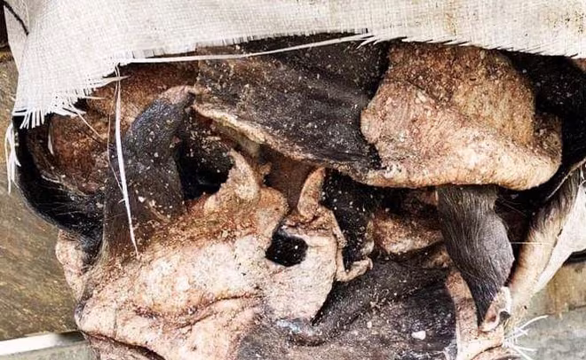 Thu giữ 3,5 tấn da trâu, bò bốc mùi hôi thối sắp ra thị trường dịp Tết ảnh 1 Thu giữ 3,5 tấn da trâu, bò bốc mùi hôi thối sắp ra thị trường dịp Tết ảnh 1