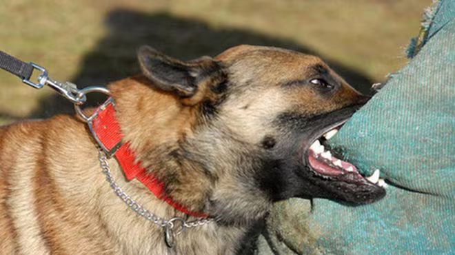 Thầy giáo phát bệnh dại, tử vong sau hơn 1 tháng bị chó cắn ảnh 1 Thầy giáo phát bệnh dại, tử vong sau hơn 1 tháng bị chó cắn ảnh 1