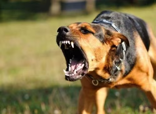 Bé 7 tuổi phát bệnh dại tử vong sau 2 tháng bị chó cắn ảnh 1 Bé 7 tuổi phát bệnh dại tử vong sau 2 tháng bị chó cắn ảnh 1