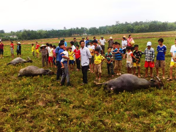 Dây điện đứt giật chết 3 con trâu giữa đồng ảnh 1 Dây điện đứt giật chết 3 con trâu giữa đồng ảnh 1