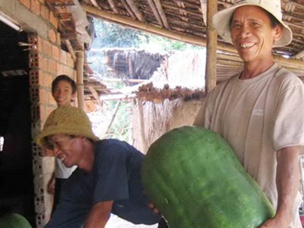 Bí ẩn ở vùng đất những quả bí lớn nhanh như thổi và to hơn người ảnh 2 Bí ẩn ở vùng đất những quả bí lớn nhanh như thổi và to hơn người ảnh 2