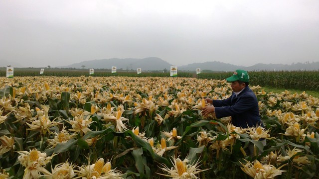 Ngô biến đổi gene sẽ được canh tác tại Việt Nam ảnh 1 Ngô biến đổi gene sẽ được canh tác tại Việt Nam ảnh 1